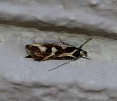 Epithymema incomposita