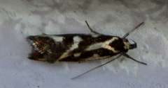 Epithymema incomposita