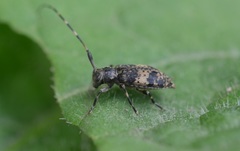 Leiopus linnei