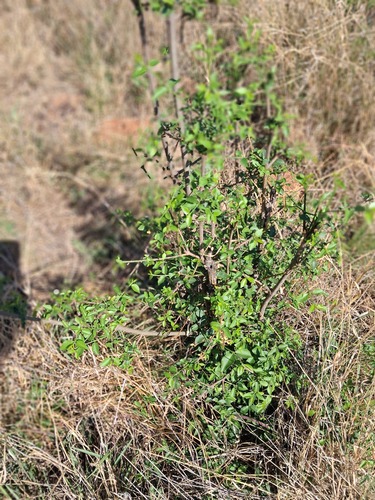 Canthium observed 2026-10-26