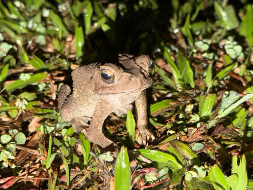 Duttaphrynus melanostictus observed 2026-10-29