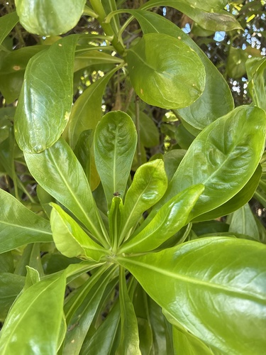 Scaevola taccada observed 2026-10-28