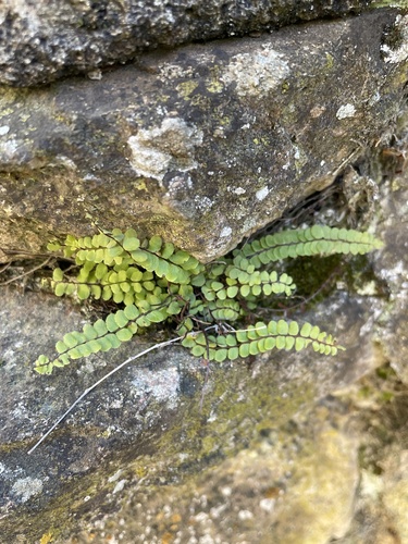 Asplenium observed 2026-10-28