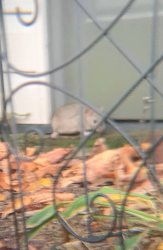 Mus musculus observed 2026-10-25