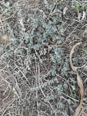 Antimima microphylla