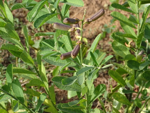 Crotalaria retusa observed 2026-10-25