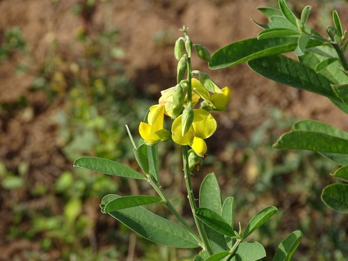 Crotalaria retusa observed 2026-10-25