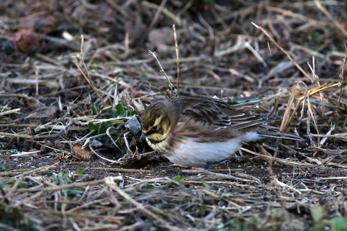 Eremophila alpestris, 2026-10-28