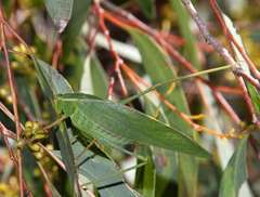 Eucalyptus radiata radiata
