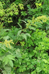 Rumex confertus