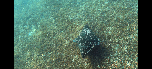 Aetobatus narinari observed 2026-10-28