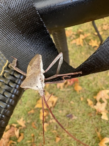 Acanthocephala observed 2026-10-28