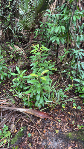 Ardisia elliptica observed 2026-10-28