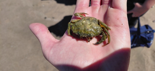 Carcinus maenas observed 2026-10-28