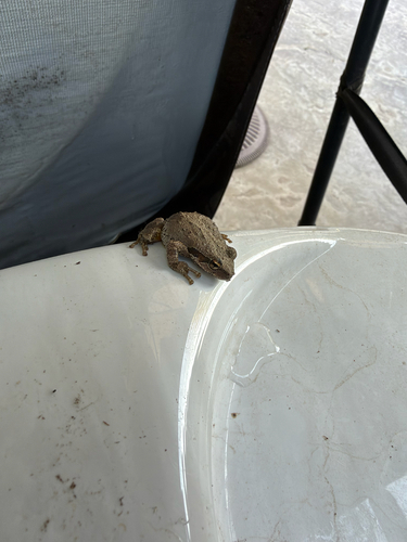 Pseudacris regilla observed 2026-10-28