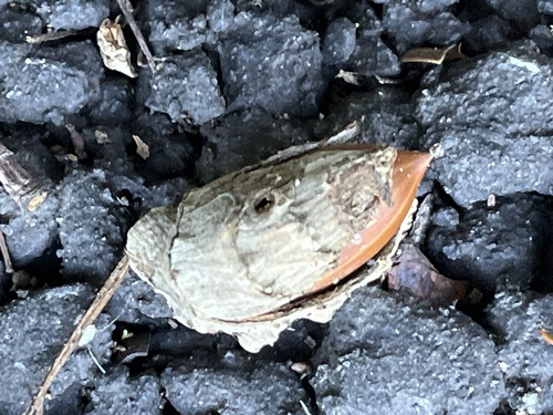 Castanopsis observed 2026-10-28