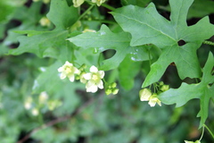 Bryonia