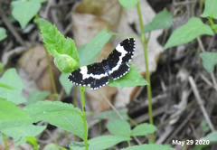 Rheumaptera hecate