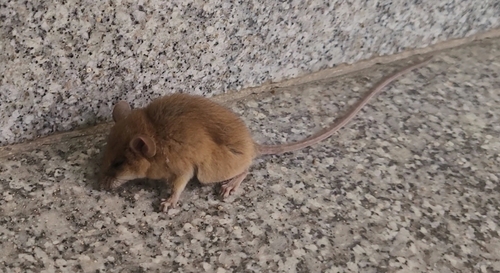 Mus musculus observed 2026-10-27
