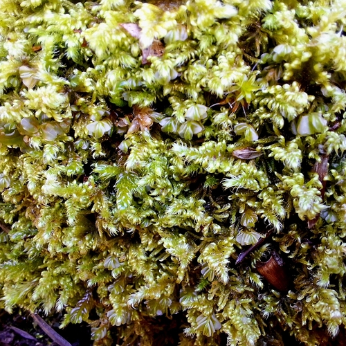Ctenidium molluscum observed 2026-10-28
