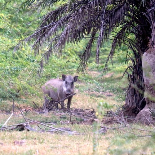 Sus scrofa observed 2026-10-28