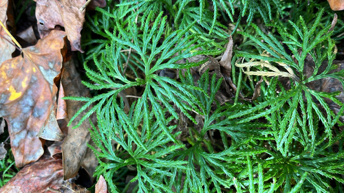 Lycopodium observed 2026-10-28