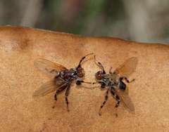 Phlebopus marginatus