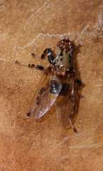 Phlebopus marginatus