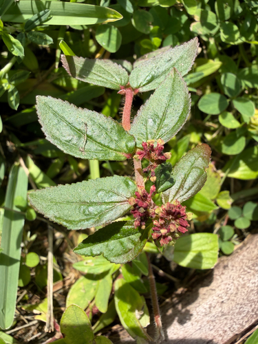 Euphorbia hirta observed 2026-10-28