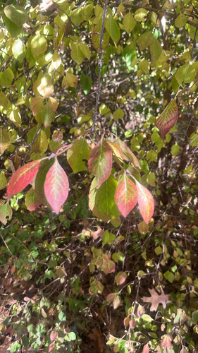 Viburnum observed 2026-10-28