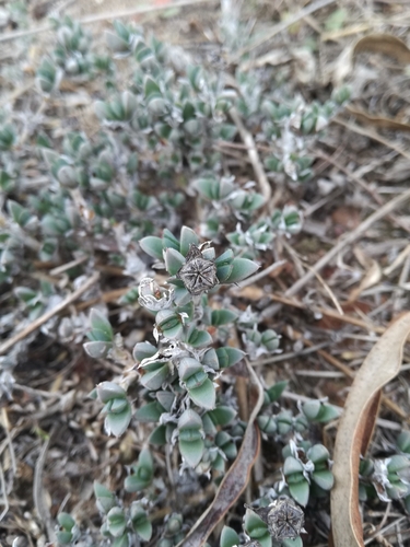 Antimima microphylla