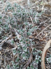 Antimima microphylla