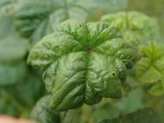 Aphis umbrella