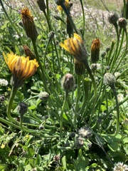 Hypochaeris maculata