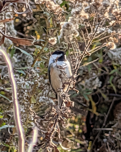 Poecile atricapillus observed 2026-10-28