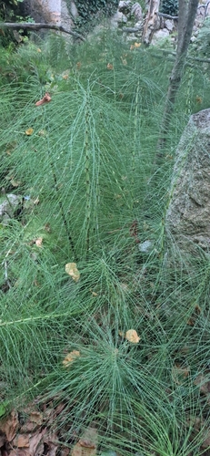 Equisetum telmateia observed 2026-10-28