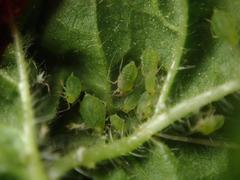 Aphis umbrella