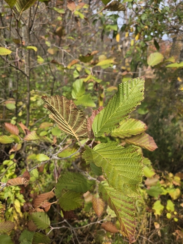 Alnus incana observed 2026-10-28