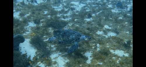 Chelonia observed 2026-10-28