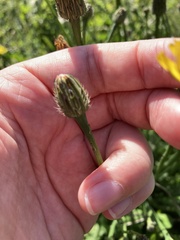 Hypochaeris maculata