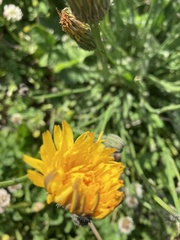 Hypochaeris maculata