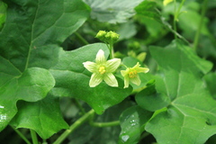 Bryonia