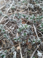 Antimima microphylla