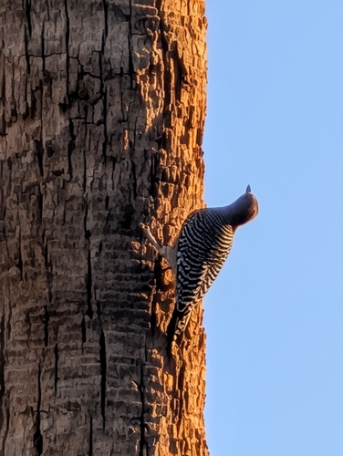 Melanerpes uropygialis, 2026-10-27