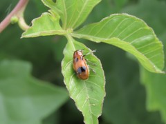 Coptocephala pallens