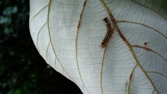Lymantria xylina