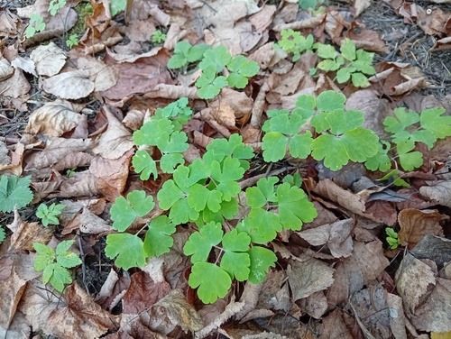 Aquilegia vulgaris, 2026-10-28