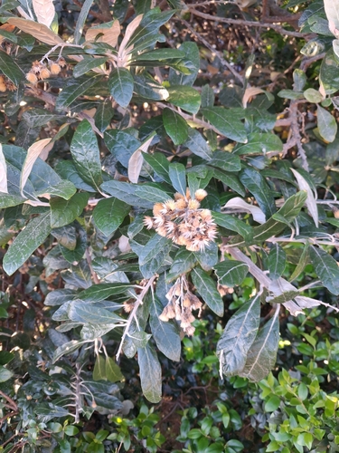 Brachylaena discolor, 2026-10-28