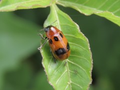 Coptocephala pallens