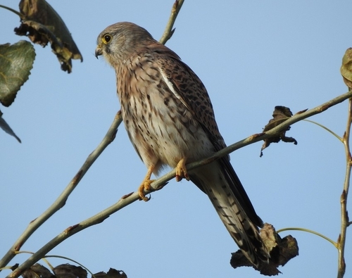 Falco tinnunculus observed 2026-10-28